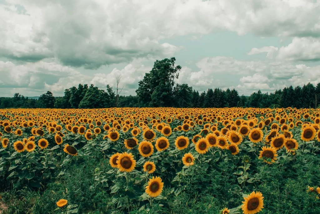 sunflowers field