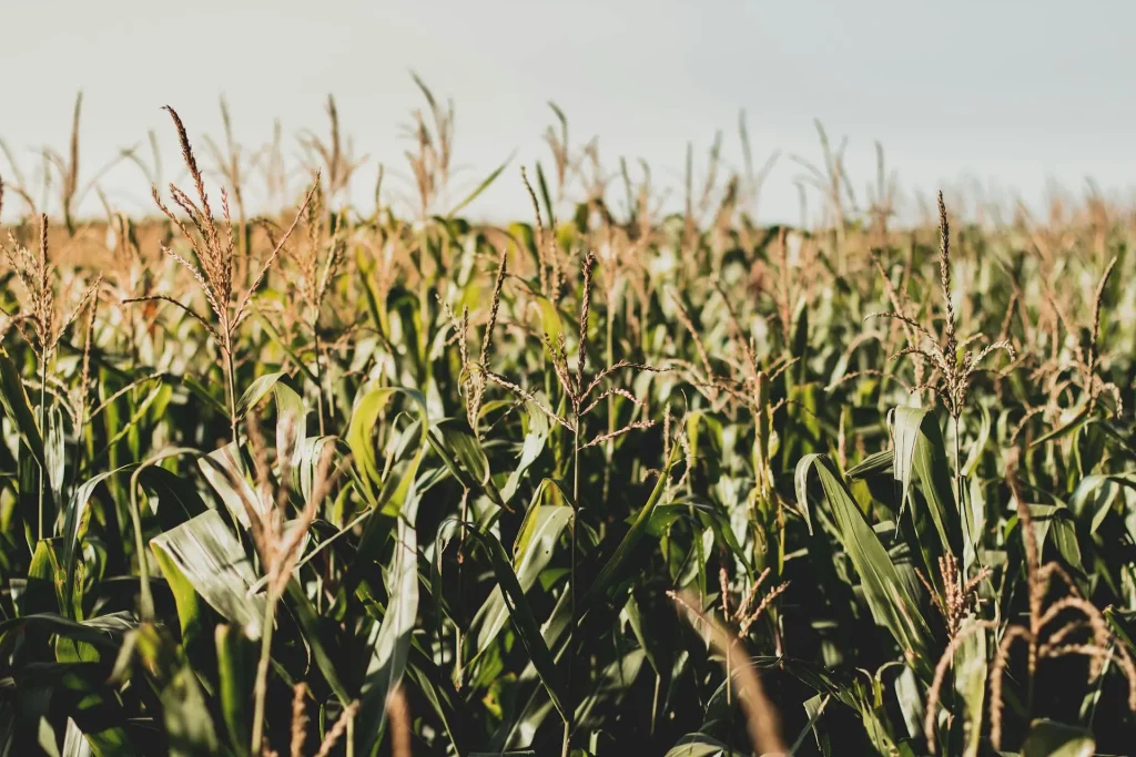 corn field