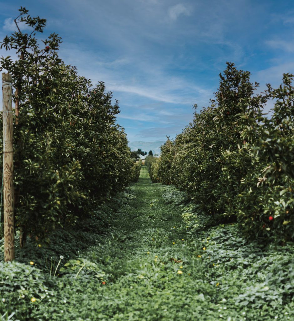 decorative imagine of a orchard